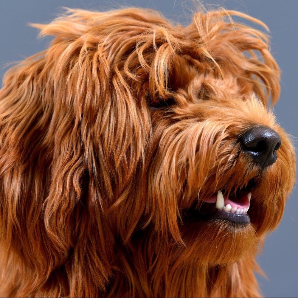 Meet your Posher, Martin